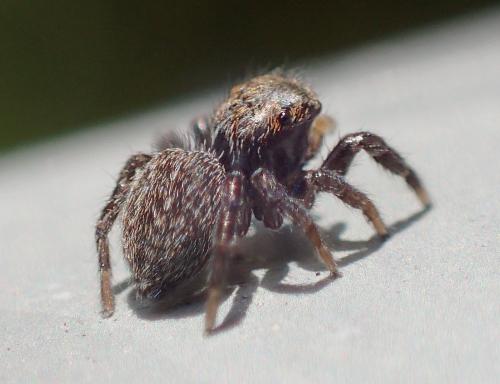 Réf. 245 869 : Euophryinae inconnu